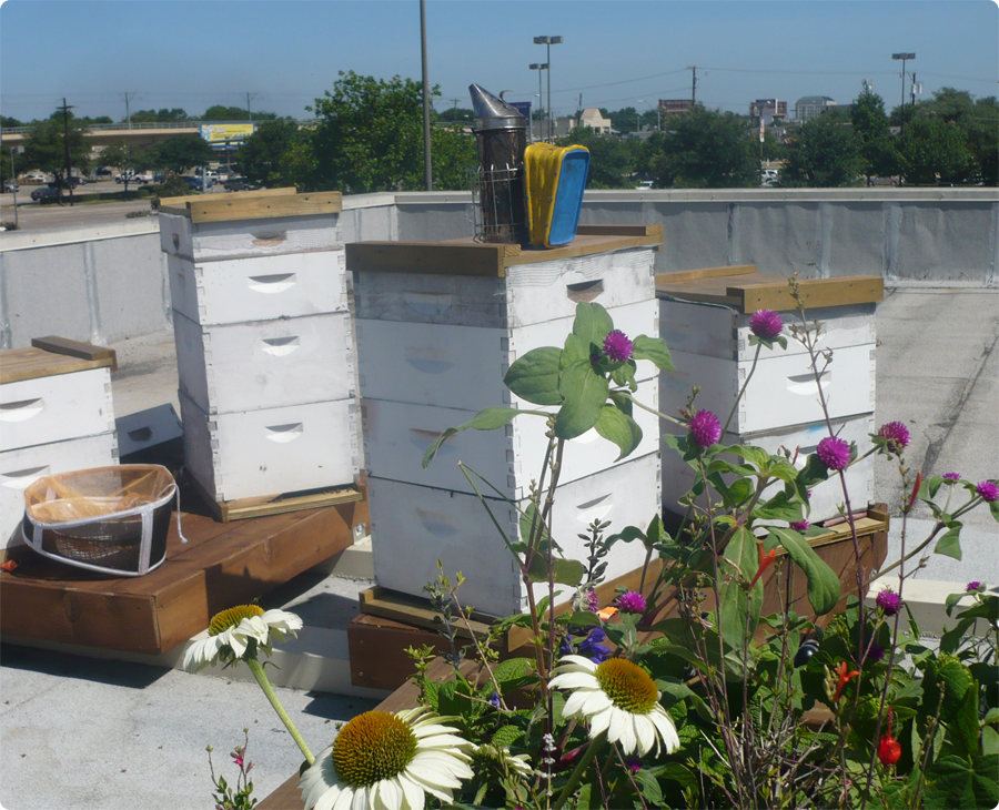 Photo inspiration: Visual Reference: High Rise Honey Bee High Rise Honey Bringing Honey Bee