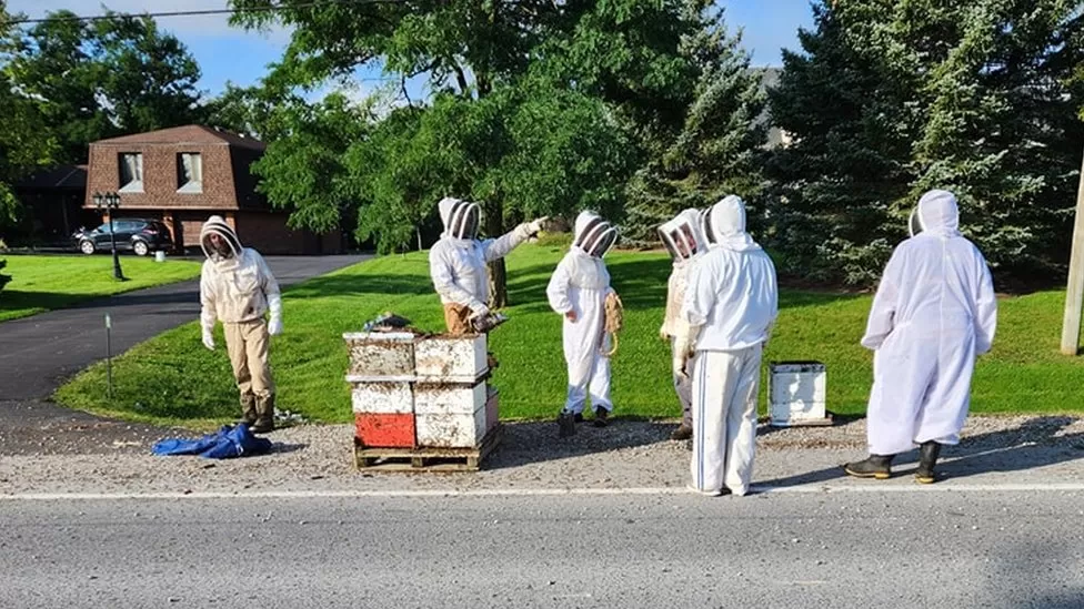 Beekeepers to the rescue