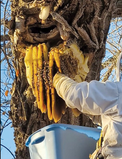 A non-native honeybee colony was safely relocated to Neubauer Farms where it will become part of the Prairie Rose Public Schools honey program. A team of beekeepers is seen removing the hive from a tree near Medalta.--HANDOUT PHOTO